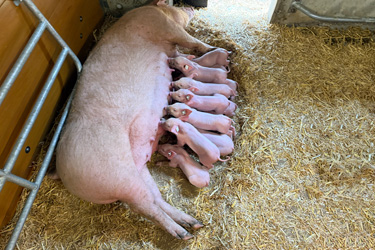 Saugferkel im Ökostall