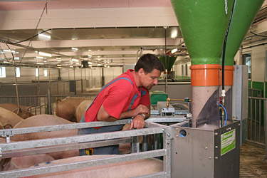 Tragende Sauen an der Abrufstation