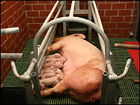 Saugende Ferkel im Abferkelstall