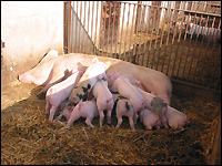 Saugende Ferkel im Ökostall-Auslauf