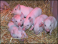 Saugferkel auf Stroh
