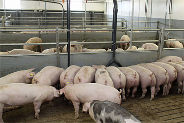 Schweine im Warentest