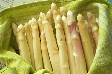 Spargel