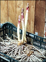 Spargelpflanze mit Rhizom