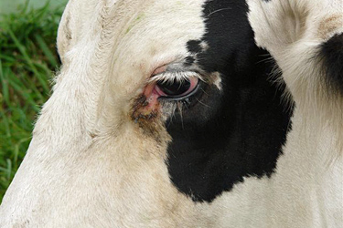 Rötung der Lidbindehäute und Tränenfluss bei der Kuh