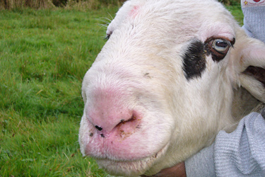 Symptome der Blauzungenkrankheit bei Schafen