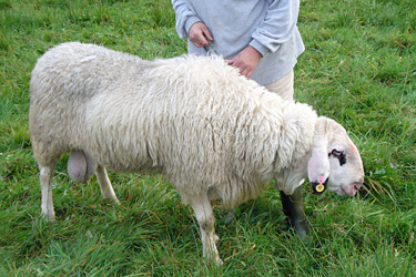 Symptome der Blauzungenkrankheit bei Schafen