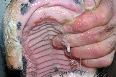 Schleimhautläsionen am harten Gaumen eines BT-infizierten Rindes