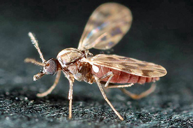 Mücke der Gattung Culicoides