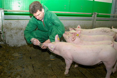 Salmonellenprobe im Schweinestall
