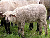 Lamm mit Schafparasiten belastet