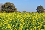 Ackersenf als Zwischenfrucht