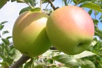 Äpfel erntereif