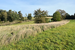 Altgrasstreifen im Oktober