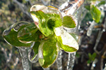 Apfelblüte im Eispanzer. Foto: C. Badeja, pixabay.com