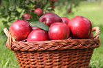 Äpfel im Korb. Foto: Raffalo, Fotolia