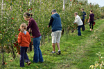 Apfelpflücker in einer Selbsternte-Plantage