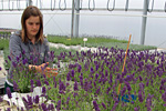 Auszubildende im Lavendel