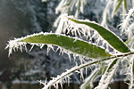 Bambus im Frost