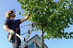 Baumpflege an einem Alleebaum