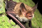 Bechsteinfledermaus