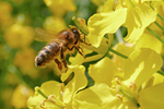 Biene auf eine Rapsblüte