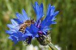 Maßnahmenfinder Biodiversität