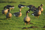 Blässgänse am Niederrhein. Foto: Richard Dorn, piclease