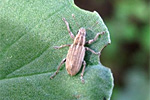 Blattrandkäfer am Bohnenblatt