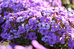 Blaukissen (Aubretia)