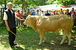 Junger Bulle der Fleischrasse Blonde d'Aquitaine