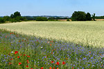 Blühstreifen im Sommer