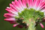 Blüte Pflanzenschutztag