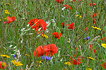 Blumenwiese als Bienenweide. Foto: Dietrich Cerff, piclease