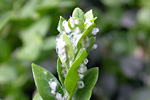 Buchsbaumblattfloh