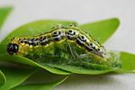 Raupe des Buchsbaumzünslers