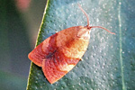 Cacoecimorpha pronubana
