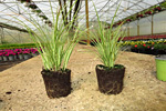 Carex brunnea. Foto: LVG Ahlem