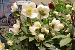 Christrose