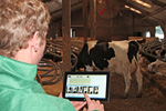 Cows and more