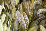 Buchsbaumpilz Cylindrocladium buxicola