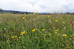 Artenreiches Dauergrünland