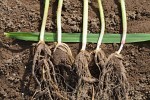 EC: Knoten an Triticale