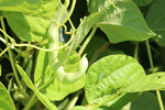 Erbsen