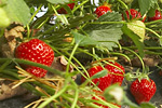 Erdbeeren an der Pflanze