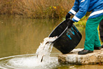 Fische ausbringen. Foto: Stefan Ott, piclease