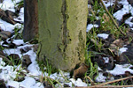 Frostriss an einem Obstbaum