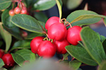 Gaultherienbeeren