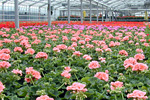 Gewächshaus mit Pelargonium-Zonale-Hybriden