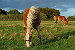 Haflinger